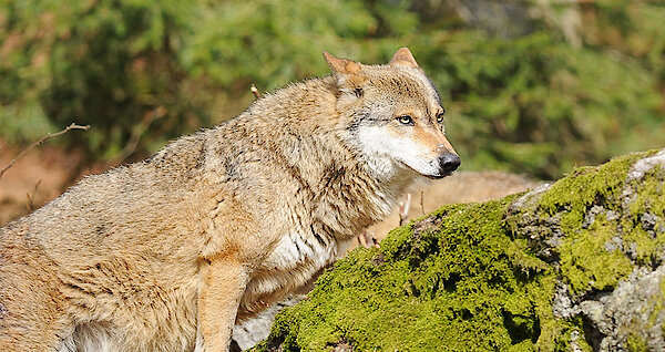 Wolf im Nationalpark Bayerischer Wald, Bayern